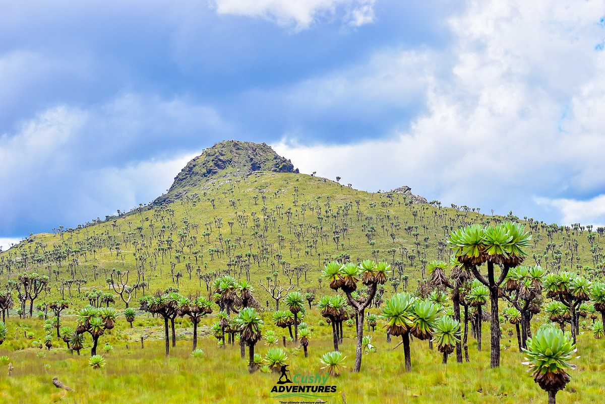 RURIMERIA MOORLAND HIKE