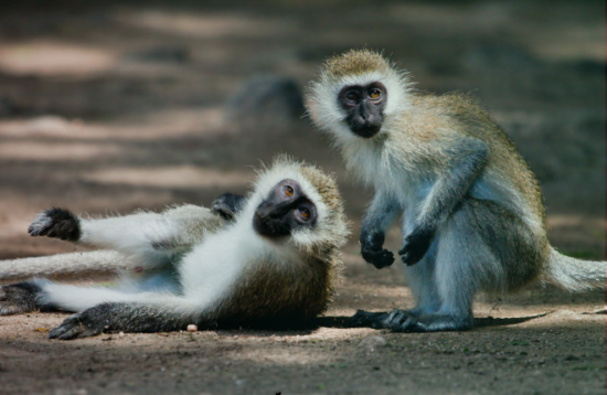 Tsavo National Park