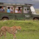 A Guide to Packing for Your Safari Adventure with Cushy Adventures