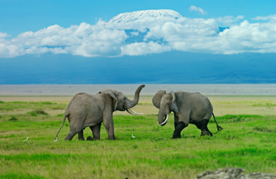 Amboseli National Park