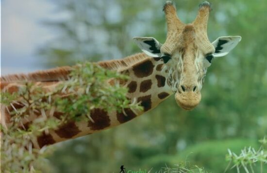 Giraffe Centre Day Tour By Cushy adventures004