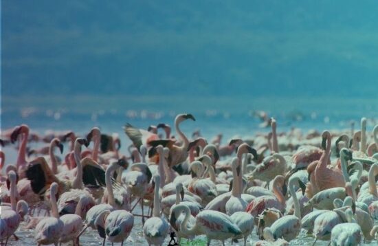 Lake Nakuru National Park By Cushy Adventures 1