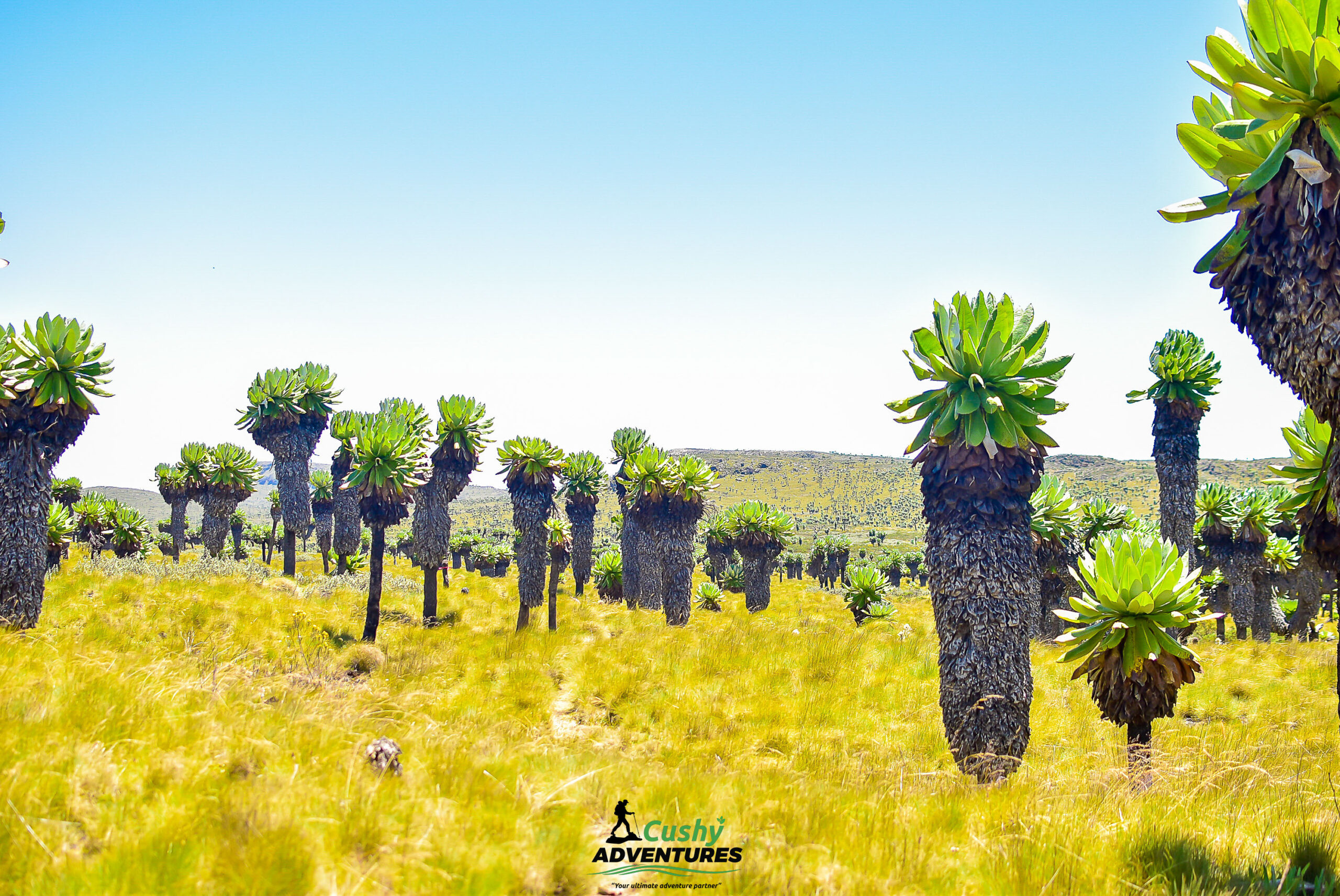 Alpine trees and lush moorland vegetation along the Seven Ponds trail in the Aberdares.