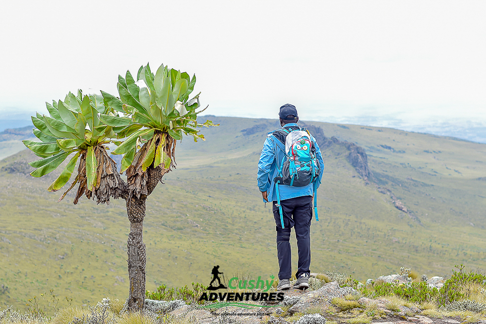 Cushy Adventures hiker beside tree on Satima moorland