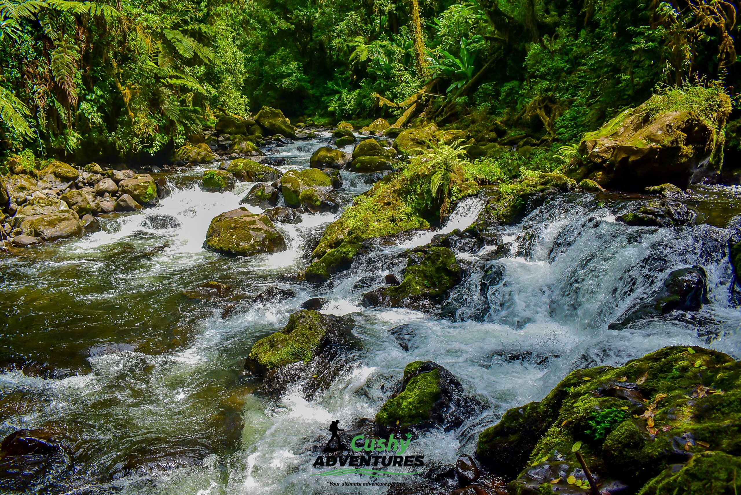 Serene stream flowing through lush Kathandeni Forest