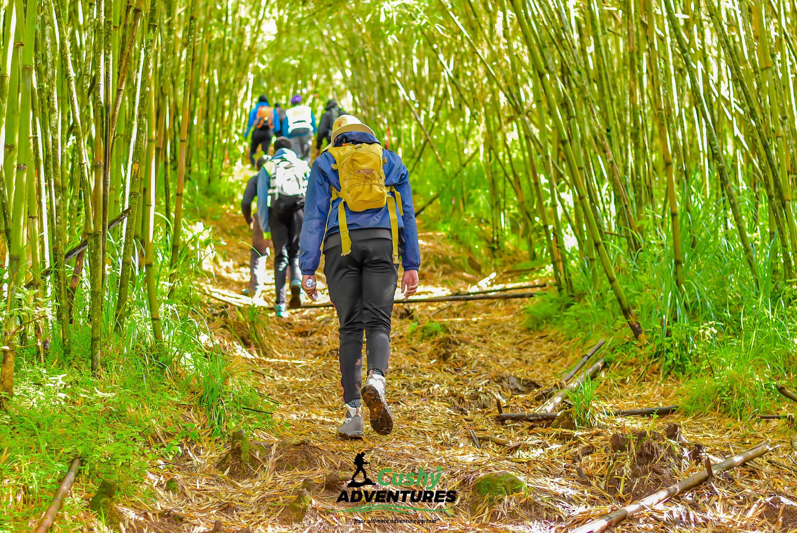 Group of hikers ascending through the dense bamboo forest on the Elephant Hills trail in Aberdare Range
