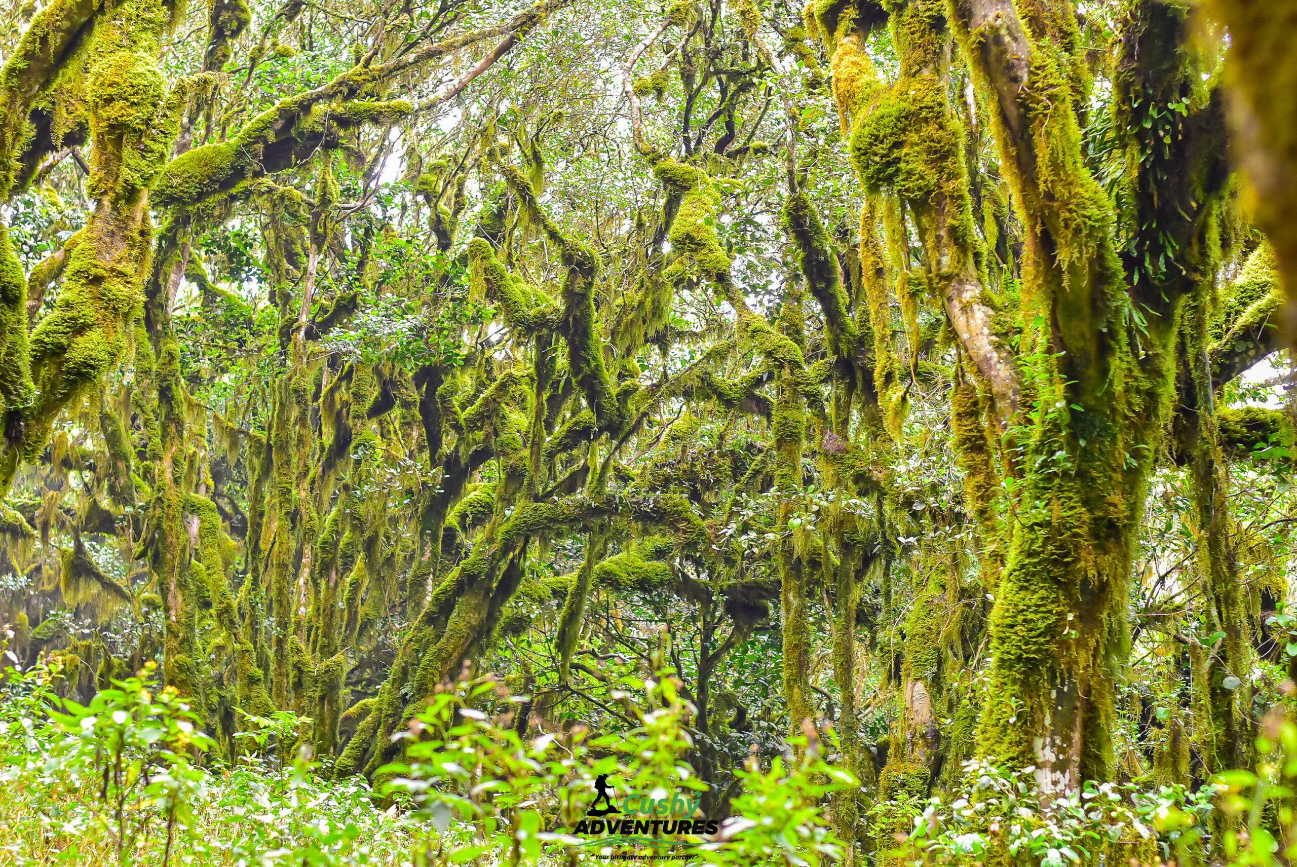 Lush green tree vegetation along the Mt Longido hiking trail in Tanzania
